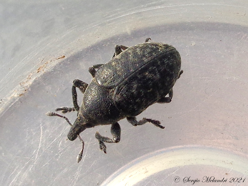 Larinus sp ?  S, Larinus turbinatus
